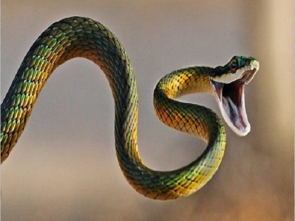 Mơ thấy rắn cắn chân có điềm báo gì và đánh số nào trúng?