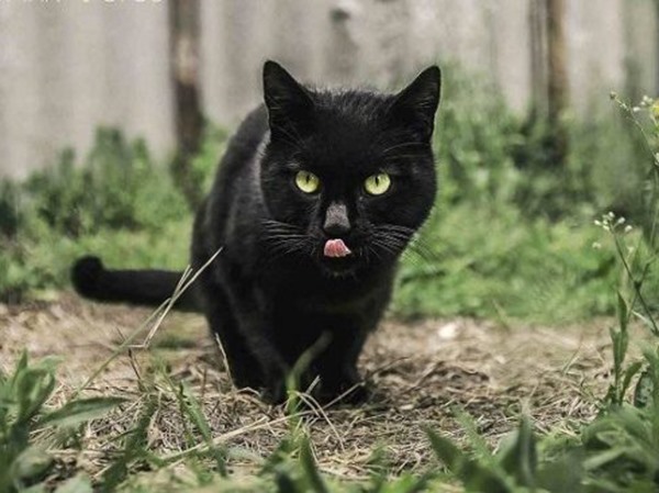 Mơ thấy mèo đen báo mộng điềm gì, đánh con gì giải xui?