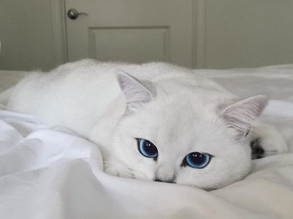 Mơ thấy mèo trắng điềm hên hay xui, mèo trắng số mấy?