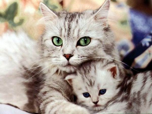 Con số phát tài tuổi Mão ngày 14/2/2025 hôm nay thứ 6