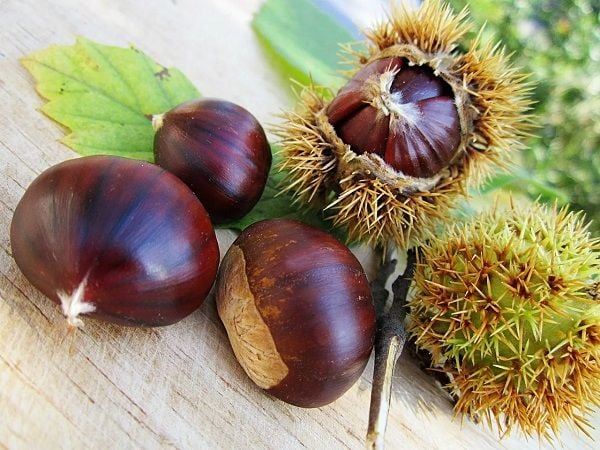 Mộng mơ thấy quả hạt dẻ nằm trong túi quần áo
