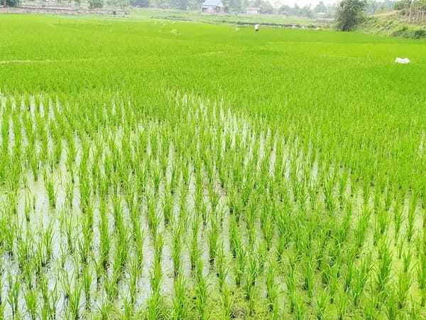 Mơ thấy ruộng lúa báo may mắn và tài lộc bạn nên biết Mơ thấy ruộng lúa báo may mắn và tài lộc bạn nên biết